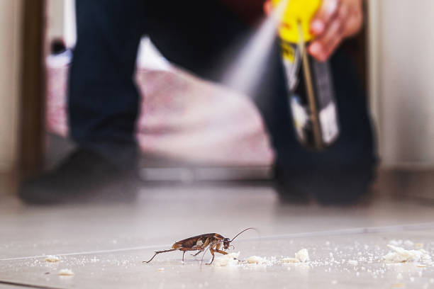 Flea Control Services in Springdale, NC